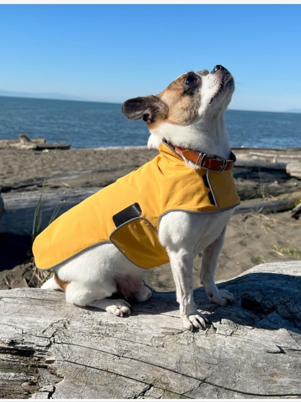Jan & Jul Dog Rain Jacket